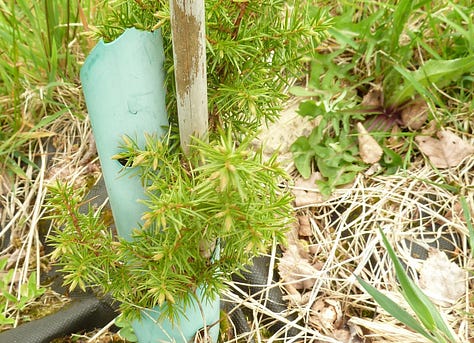 Six examples of young mediicnal trees planted with mulches