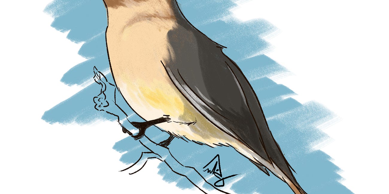 Cedar Waxwing