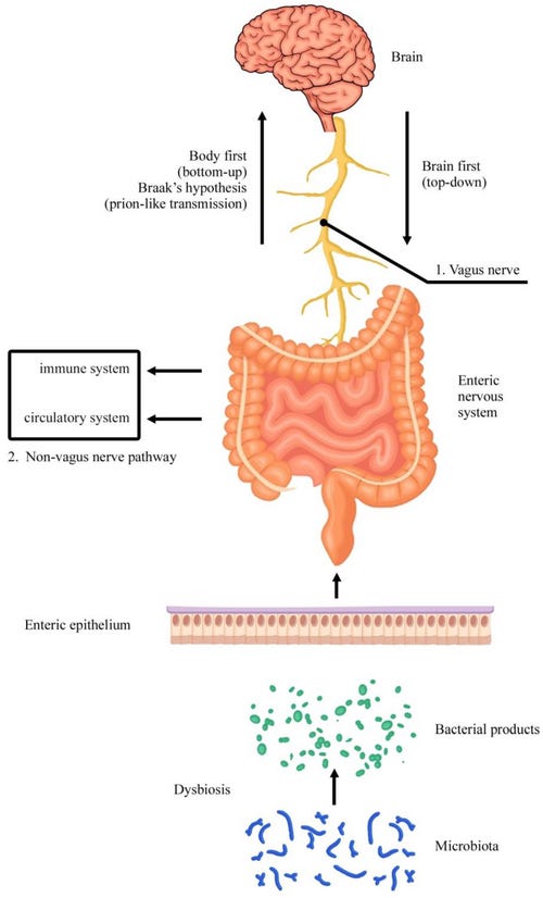 The Vagus Nerve Explained: Neurophysiology, Inflammation, and the ...