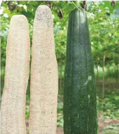 Sementes de Bucha Esponja Vegetal - Empório das Sementes
