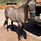 Mare’s killing puts animal cruelty under South Dakota Capitol spotlight