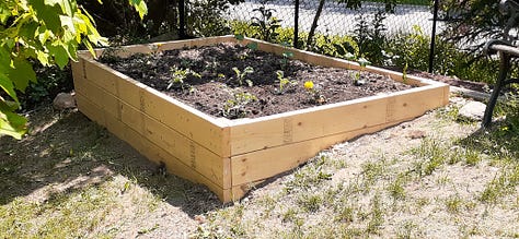 Pine pollen, gardenias, lucious lawn, raising teenage chickens, buidling vegetable beds