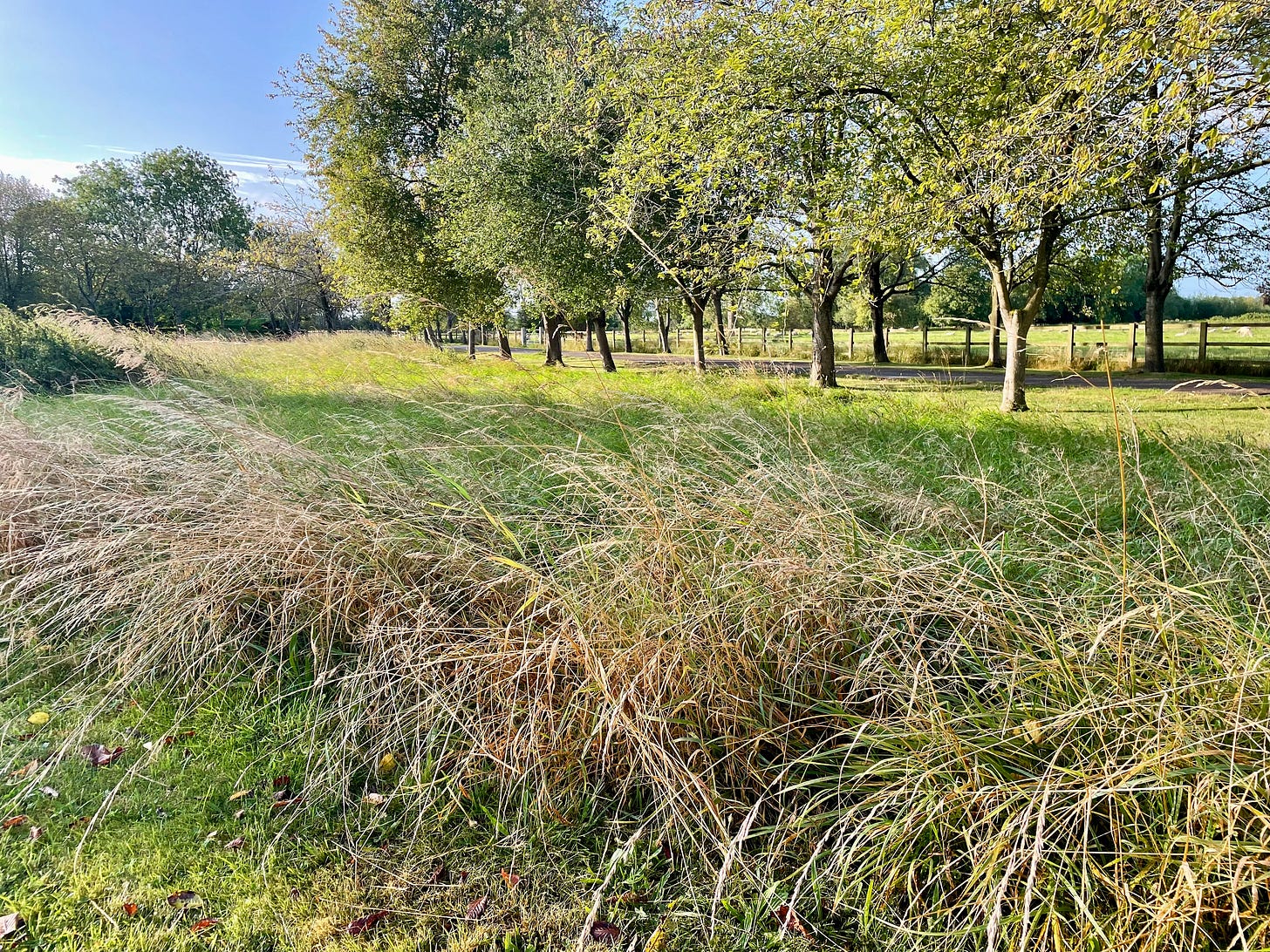 blown-about grasses with late summer trees behind