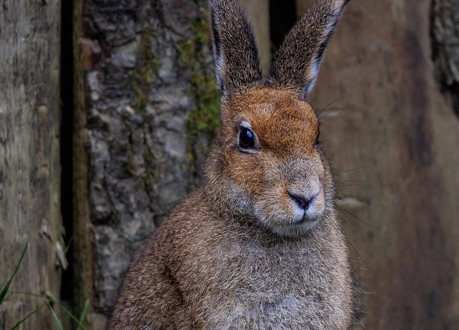 The Púca’s Share, Part Two