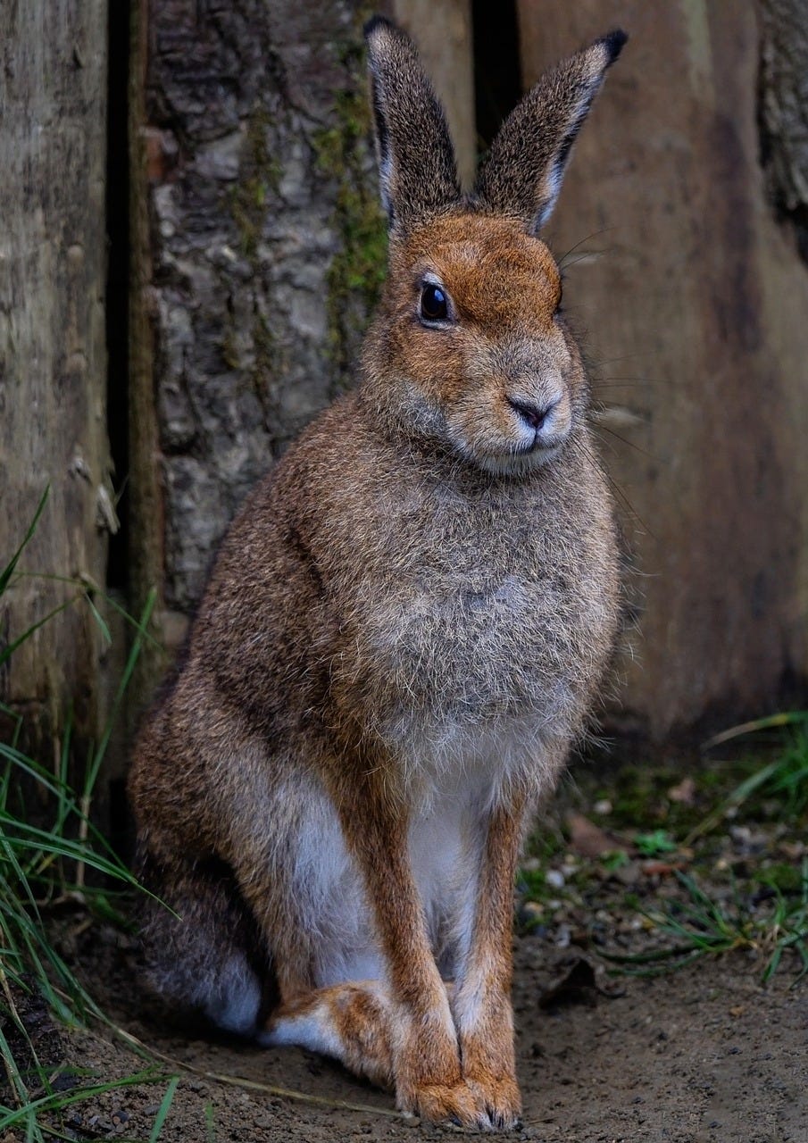 Close-up photo of an Irish hare with woodland in the background