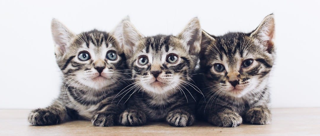 three brown tabby kitten lying on board