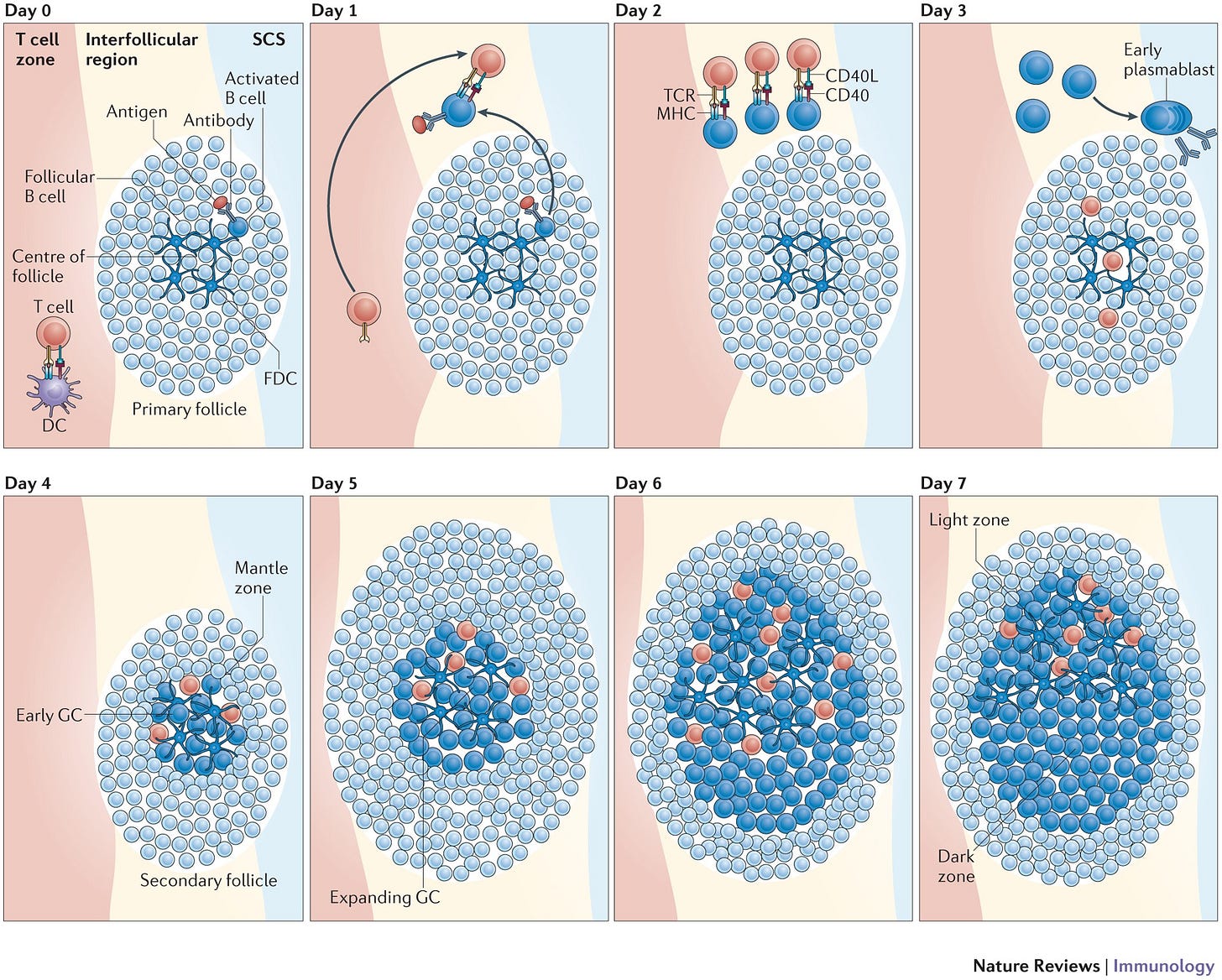Dynamics of B cells in germinal centres | Nature Reviews Immunology Dynamics of B cells in germinal centres | Nature Reviews Immunology