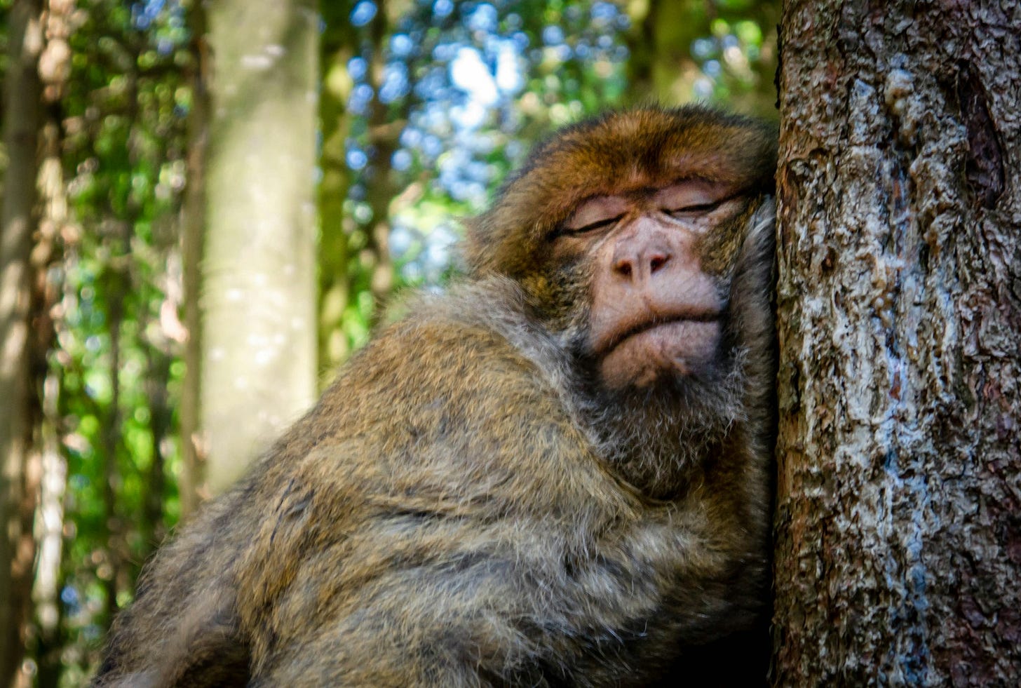 A sleeping monk