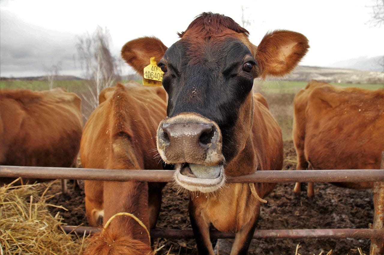 Free Cow Dairy Cow photo and picture
