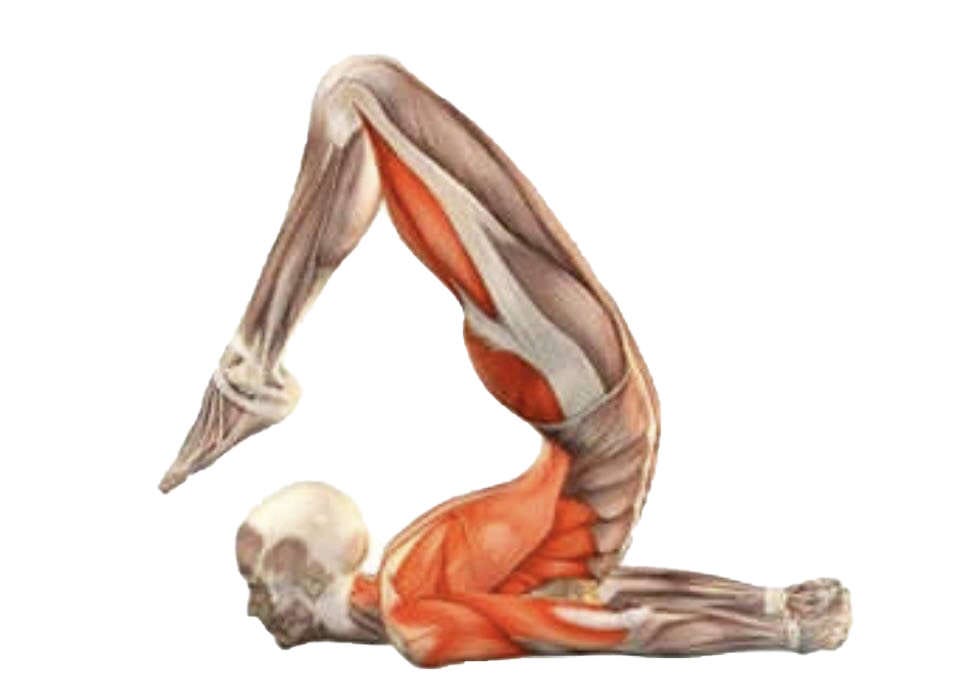 Gymnastics Chest Stand – EasyFlexibility Gymnastics Chest Stand – EasyFlexibility