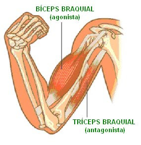CIENCIAS BIOLOGICAS: ANATOMIA Y FISIOLOGIA DEL SISTEMA MUSCULAR CIENCIAS BIOLOGICAS: ANATOMIA Y FISIOLOGIA DEL SISTEMA MUSCULAR