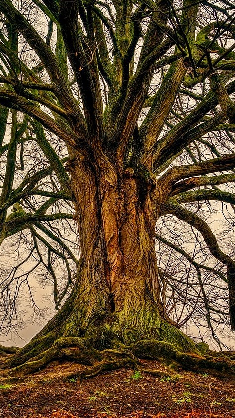 Old Growth Forest Trees