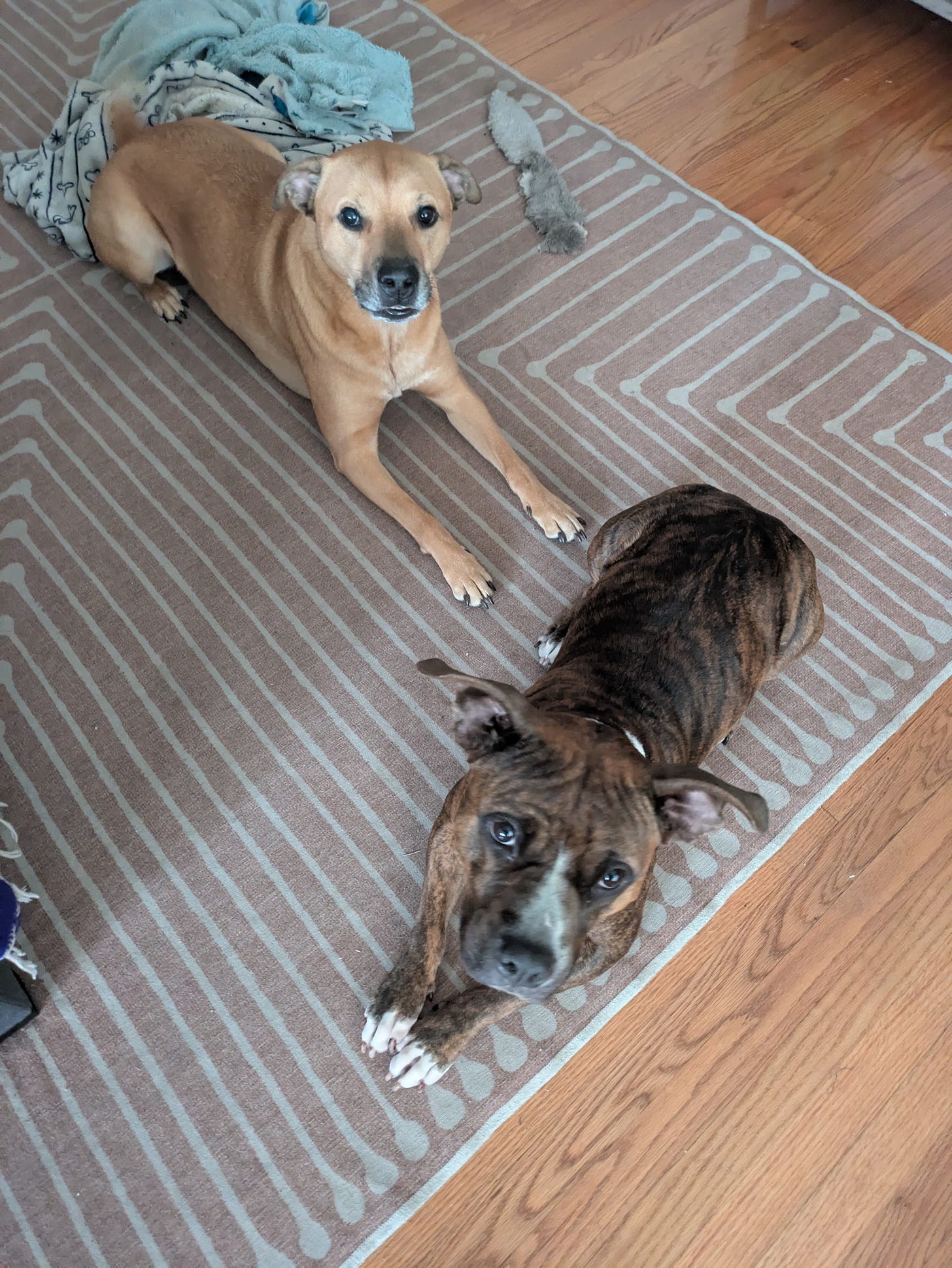 A picture of two fine pooches!