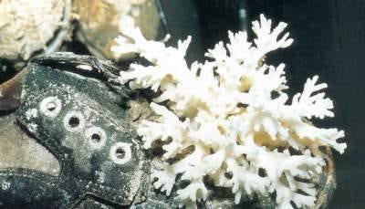 Coral growing on shoe, petrified bag of flour