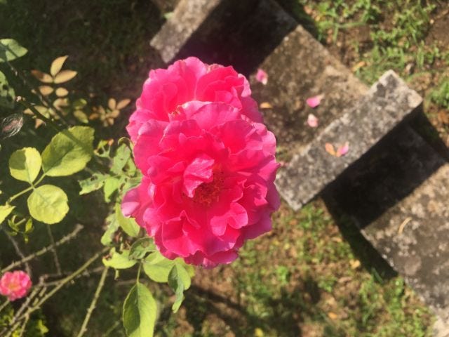 A pink rose in the garden. With a smaller pink rose at the back. A pink rose in the garden. With a smaller pink rose at the back.
