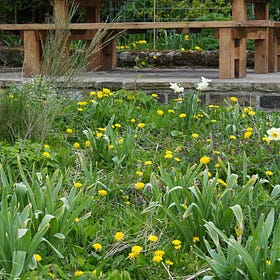 Taraxacum officinale | dandelion
