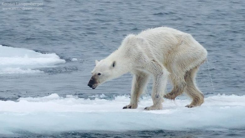 Photographer of 'horribly thin' polar bear hopes to inspire ...