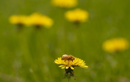 Image of honey bee on yellow flower. Image of honey bee on yellow flower.
