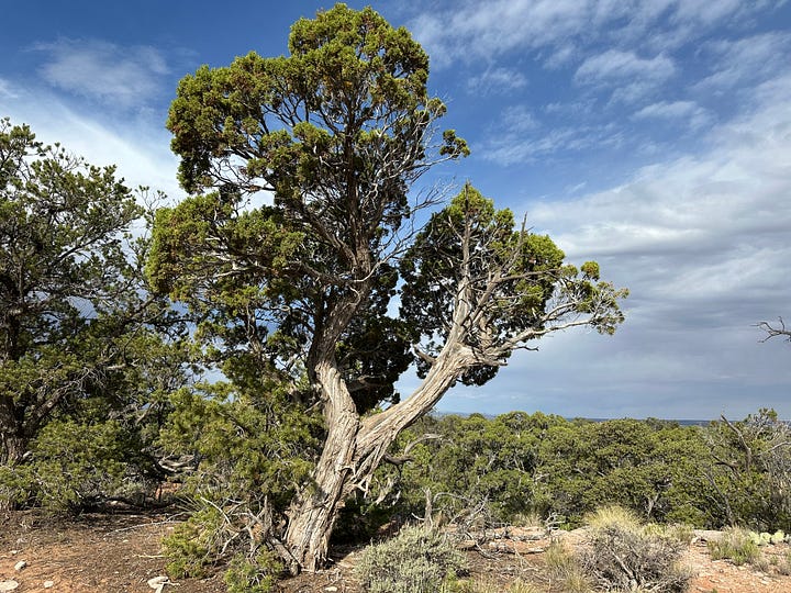 Junipers in the Four Corners