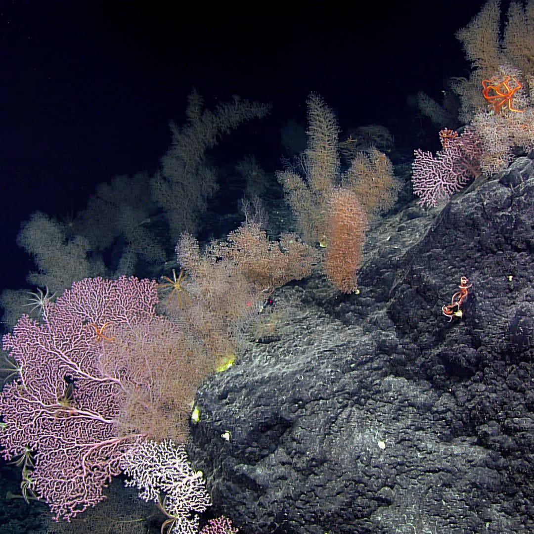 Field Notes from the Deep