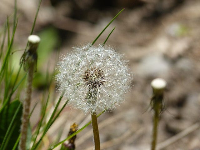 dandelion dandelion