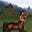 Trojan Centaur's avatar