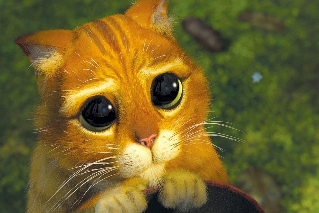 Coloriage Chat Potté