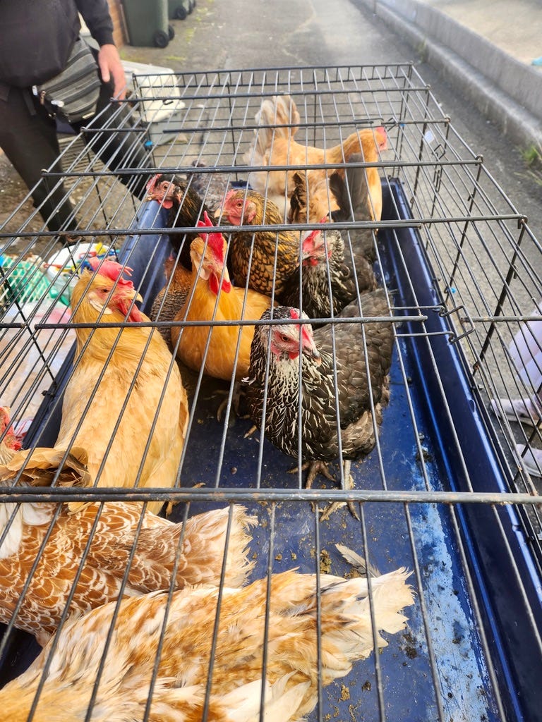 chicken competition at Leura Harvest Festival chicken competition at Leura Harvest Festival