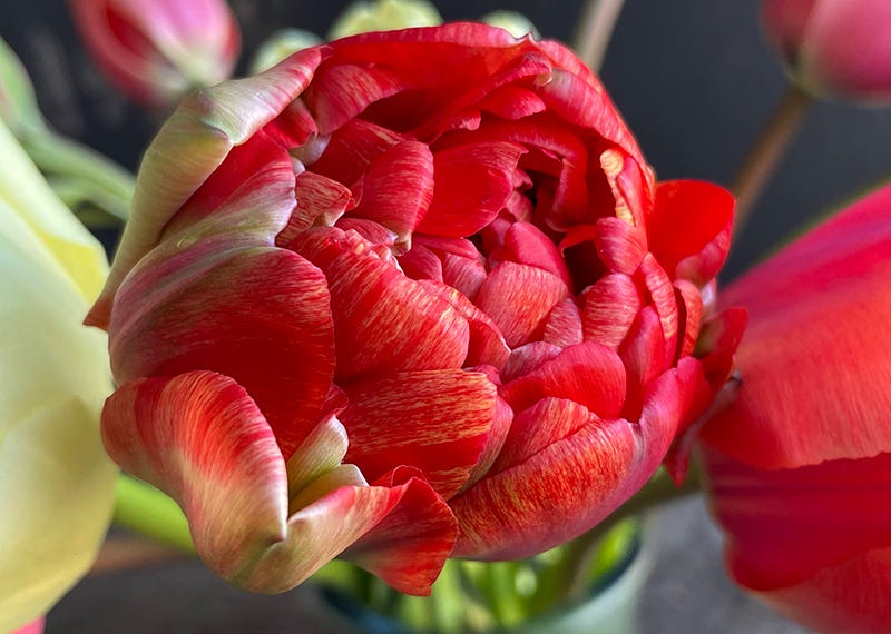 Surprise double tulip, Sixburnersue