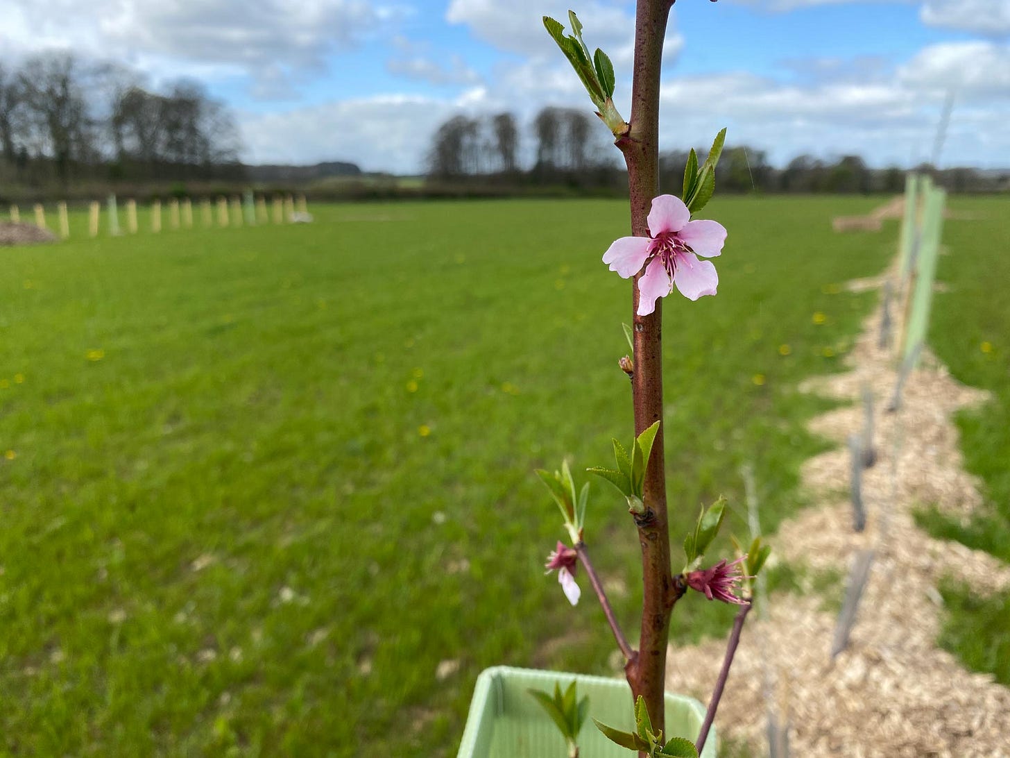 Agroforestry 3 Agroforestry 3