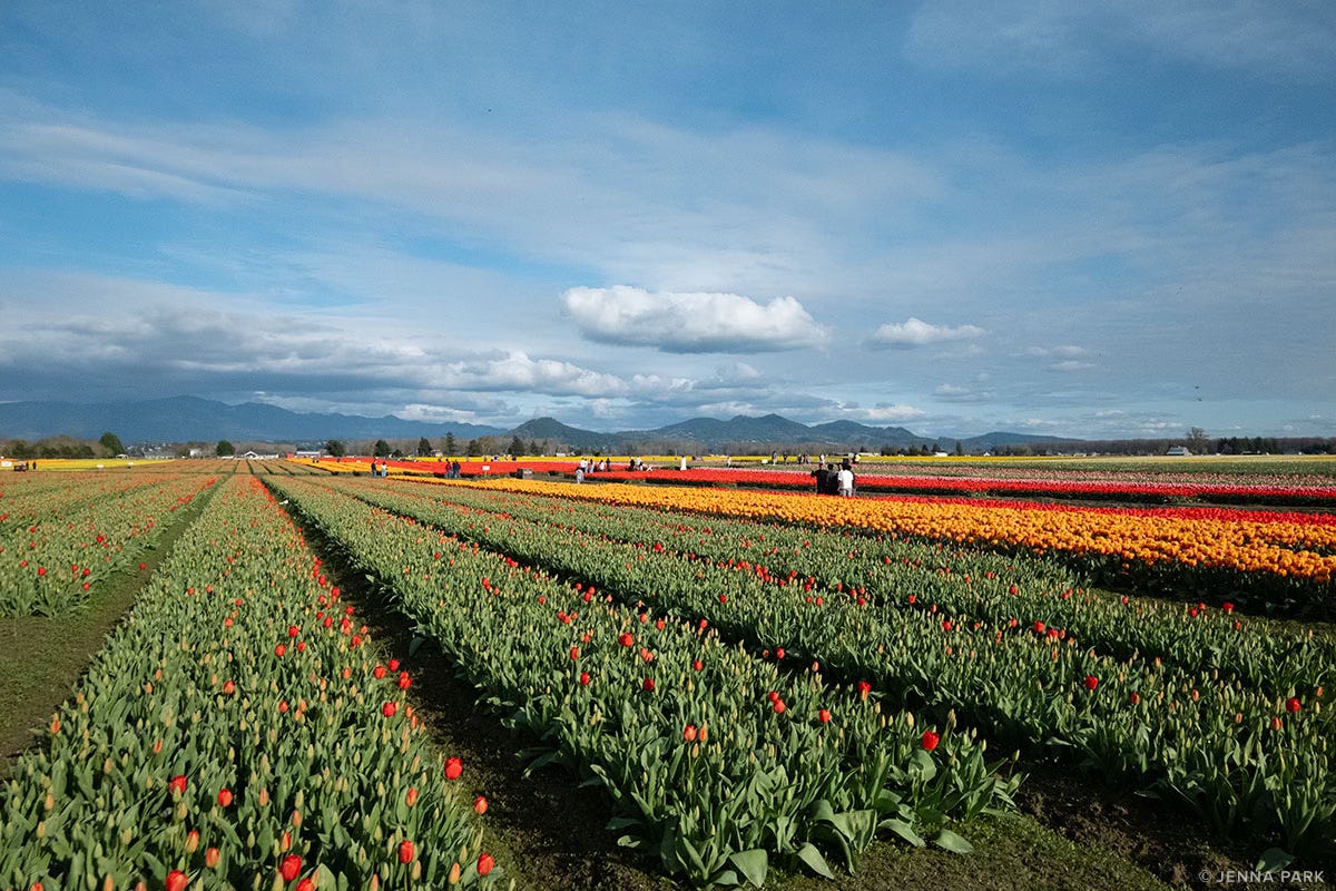 Skagit Valley tulips Skagit Valley tulips