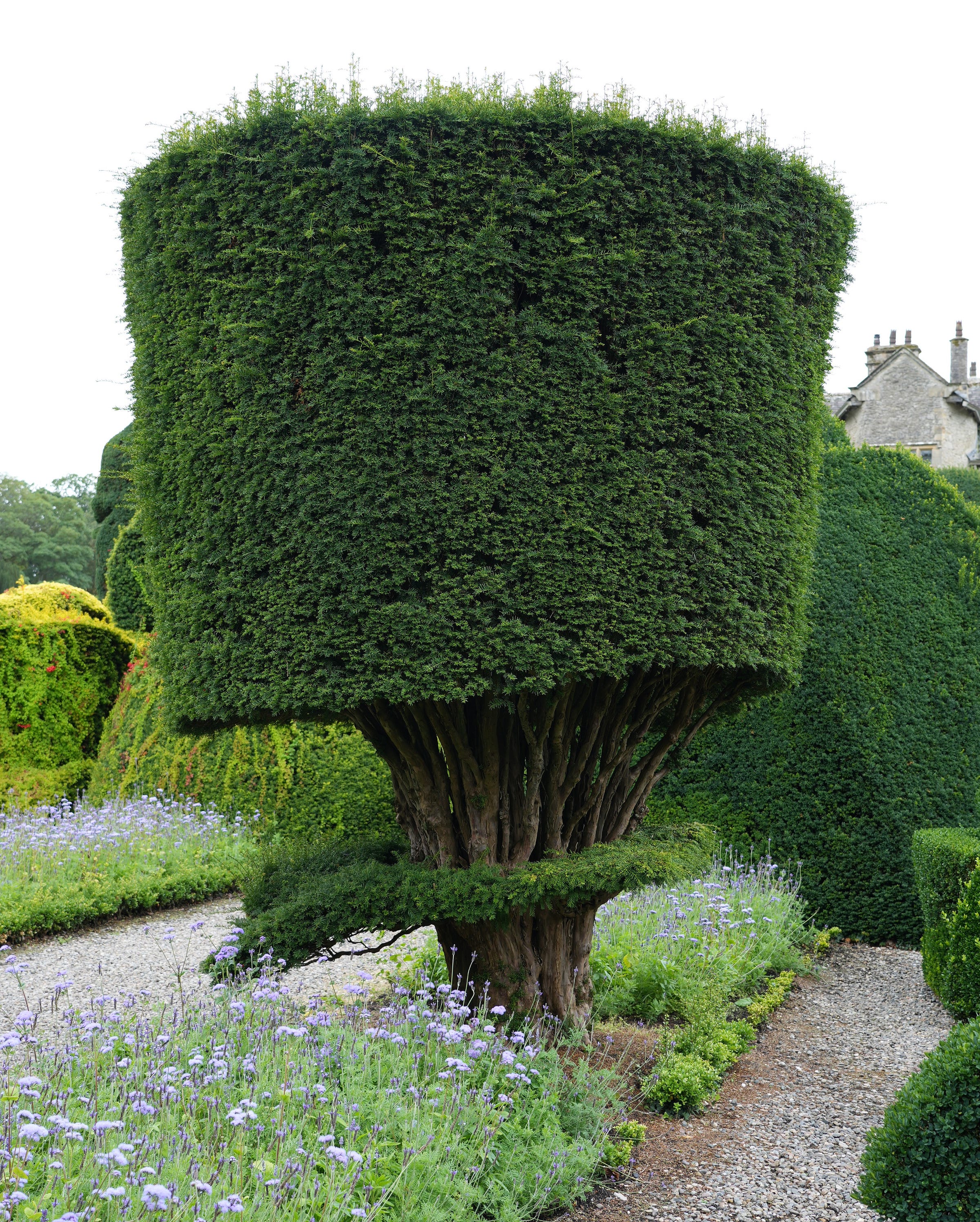 Levens Hall garden topiary