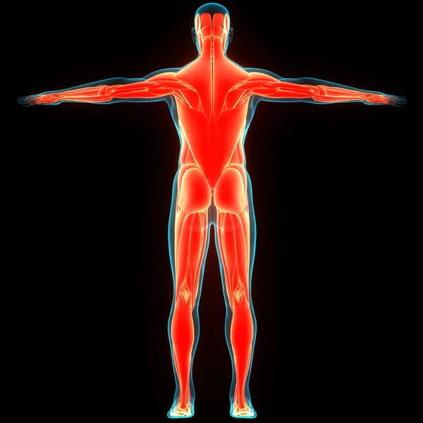 Human Muscular System Muscles Anatomy — Stock Photo © magicmine #589337300