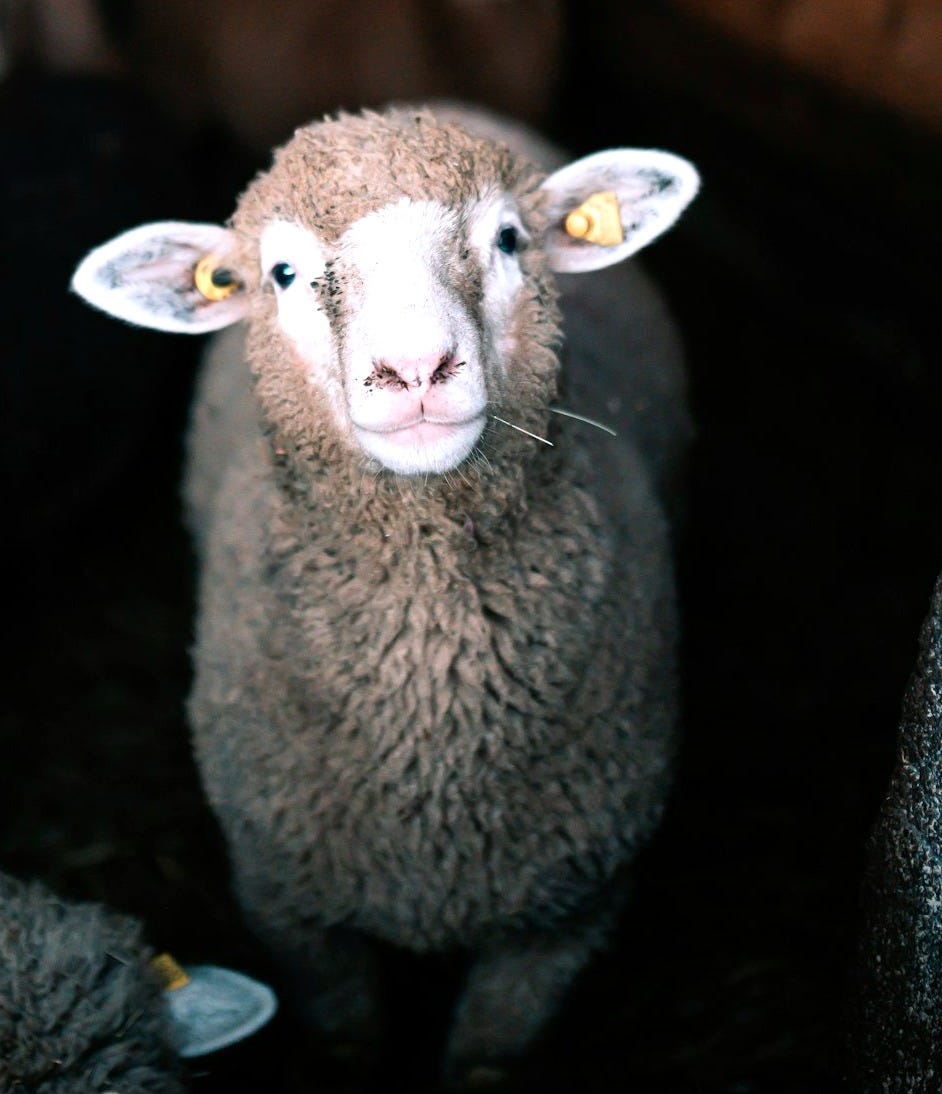 brown sheep in tilt shift lens brown sheep in tilt shift lens