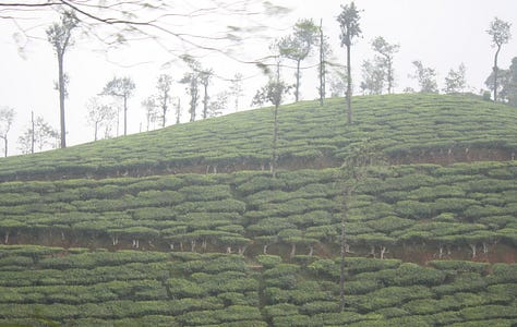 Images which show close-cropped rows of tea bushes with taller trees amongh them, as described in the text. Some are in full sun, some in evening light and some on the mist
