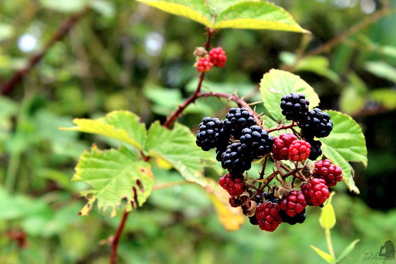 Blackberries on a bush
