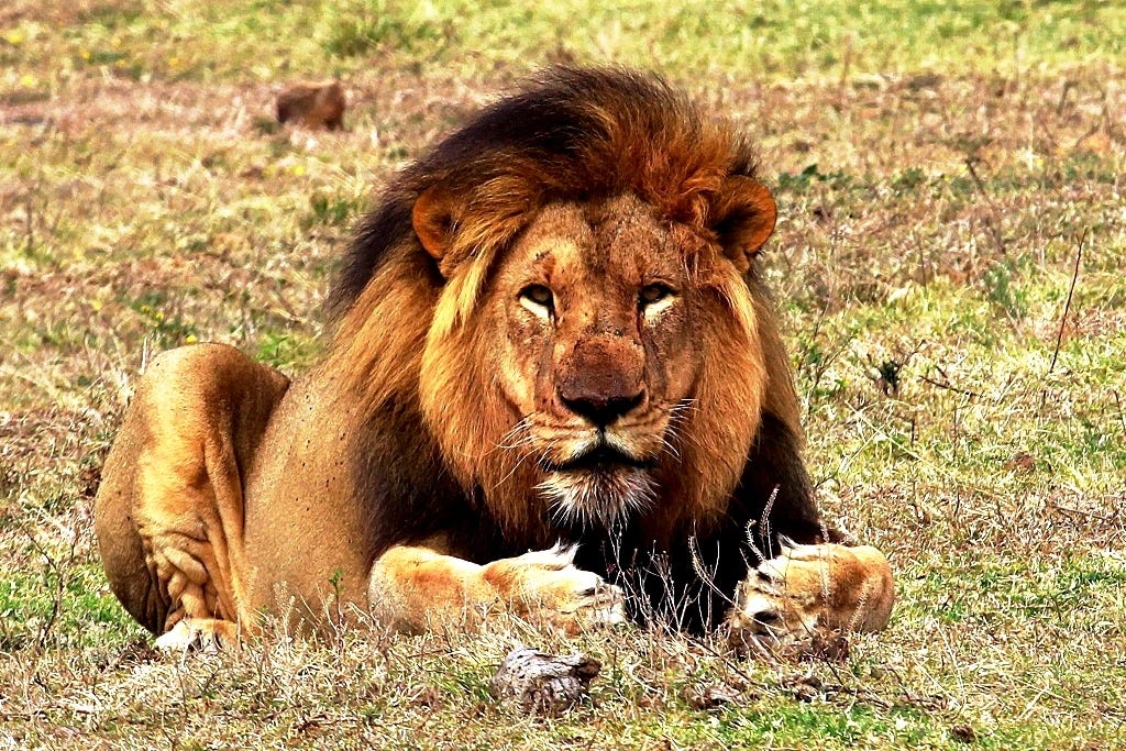 Male lion lying down staring into camera Male lion lying down staring into camera