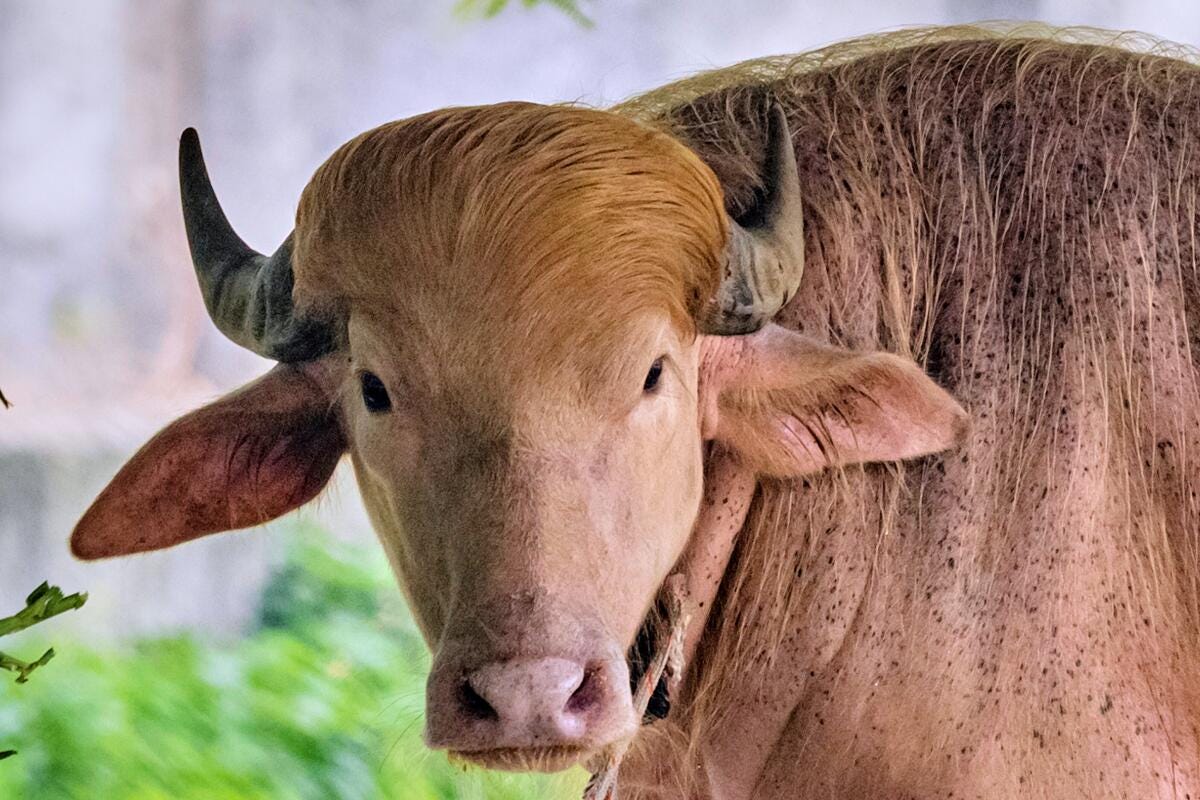 A buffalo with a distinctive blond tuft A buffalo with a distinctive blond tuft