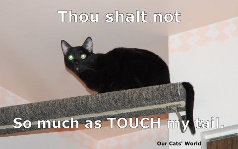 Gizmo Shelf Tail (lol) Gizmo Shelf Tail (lol)