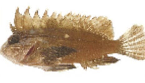 waspfish