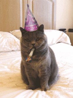 Happy Birthday Cat GIF Happy Birthday Cat GIF