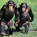 Primatology.net