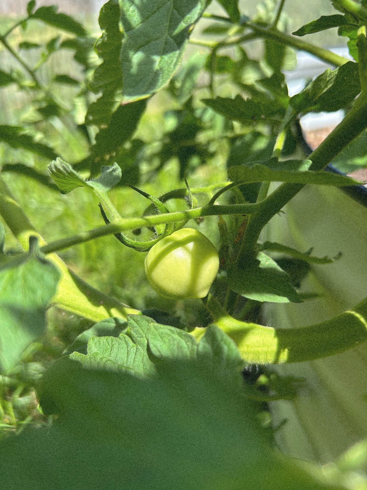 baby tomato baby tomato
