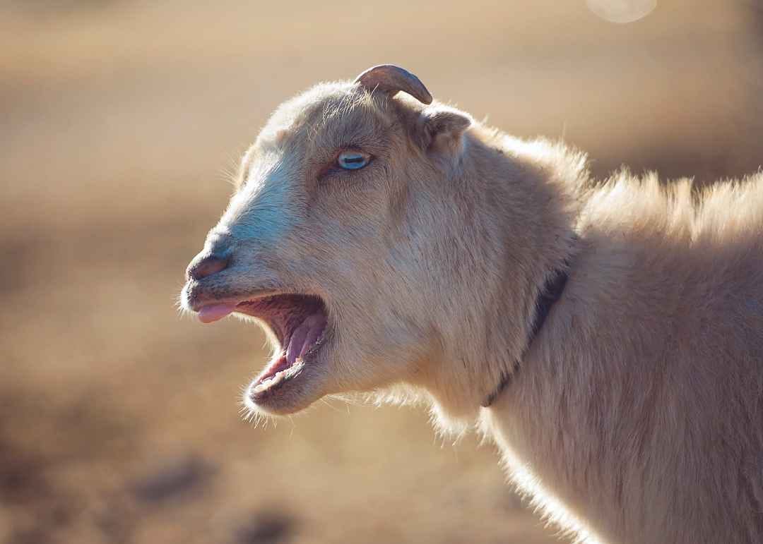 Screaming goat (OryPhotography/Shutterstock) Screaming goat (OryPhotography/Shutterstock)