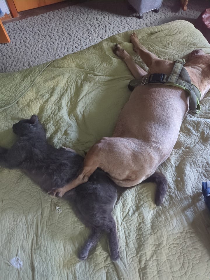 "Dogs and cats living together," Ghost Busters