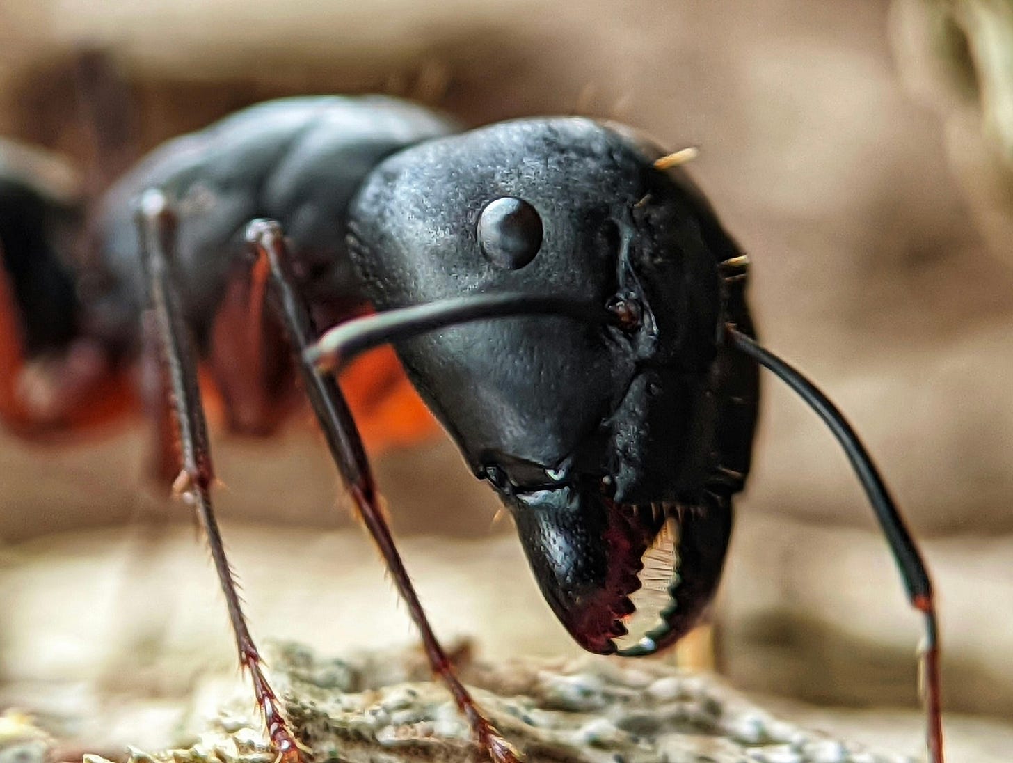 What Ants Teach Us About Compassion and What We Refuse to Learn