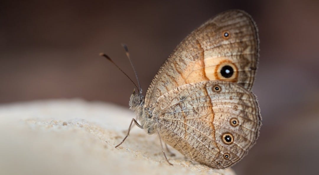 a close up of a butterfly on a rock a close up of a butterfly on a rock