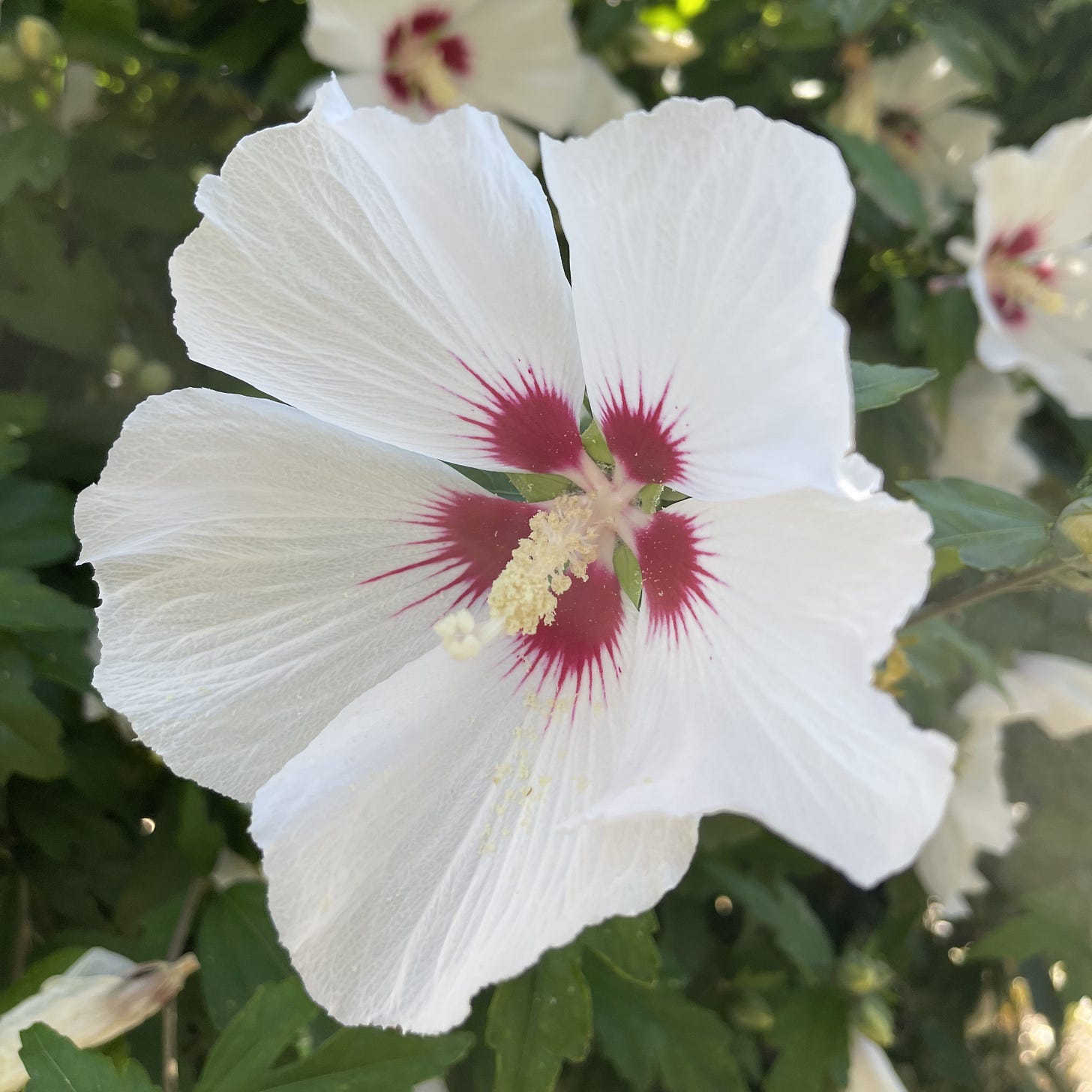 a picture of a white flower with a pink center