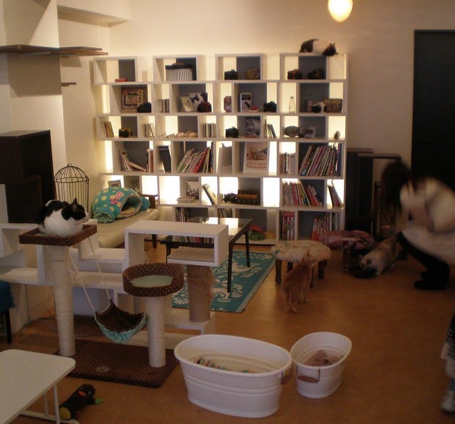 Nyafe Melange Cat Cafe Ebisu Nyafe Melange Cat Cafe Ebisu