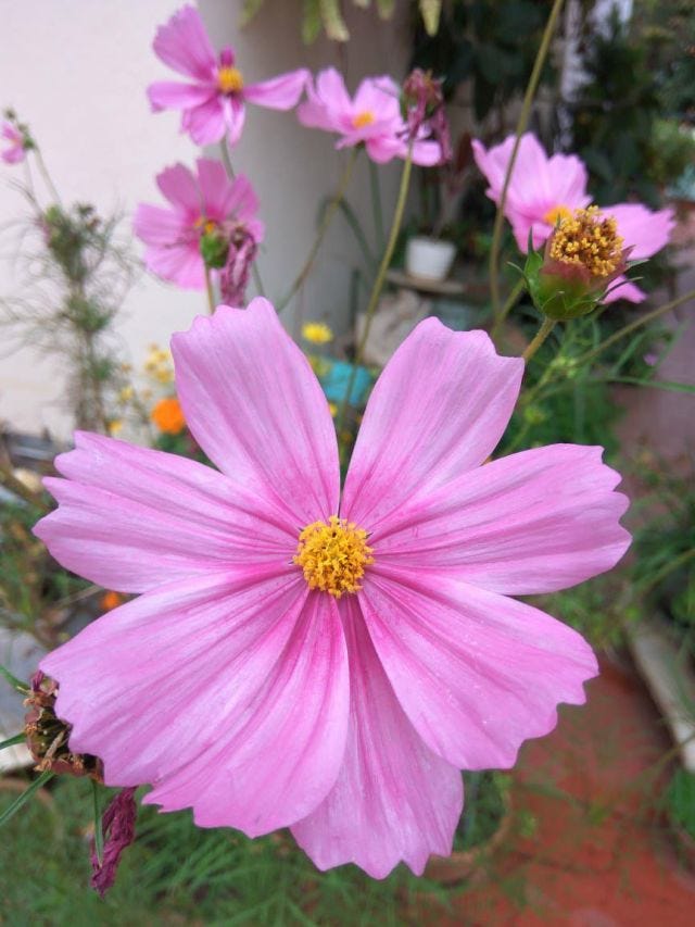 A baby pinkish purple flower with a yellow centre. A baby pinkish purple flower with a yellow centre.